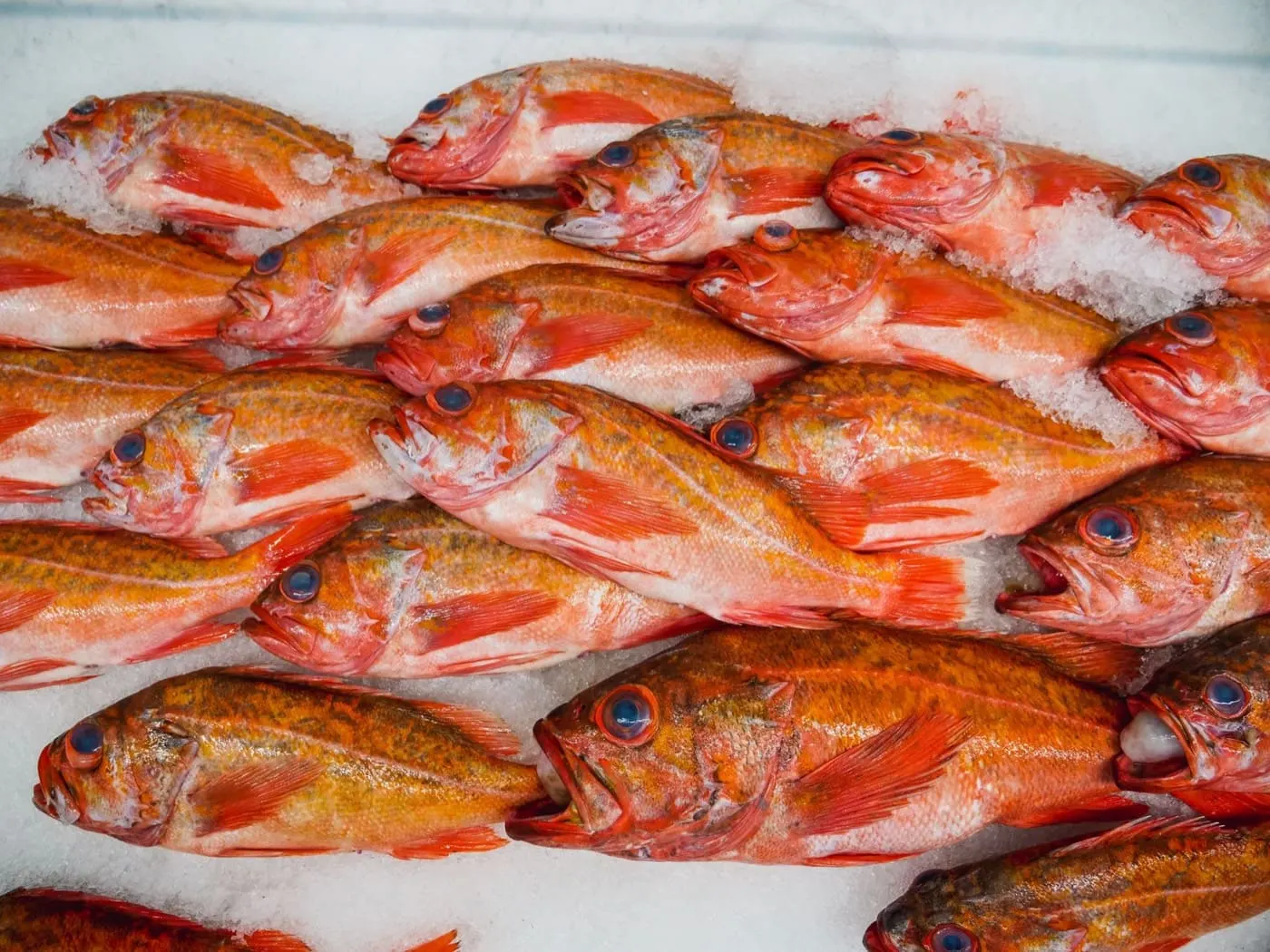 Il pesce fresco sul ghiaccio